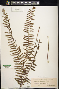 Asplenium kaulfussii image