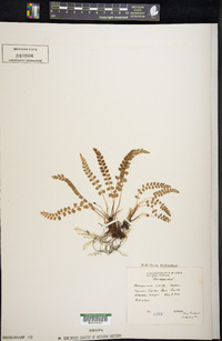 Asplenium viride image