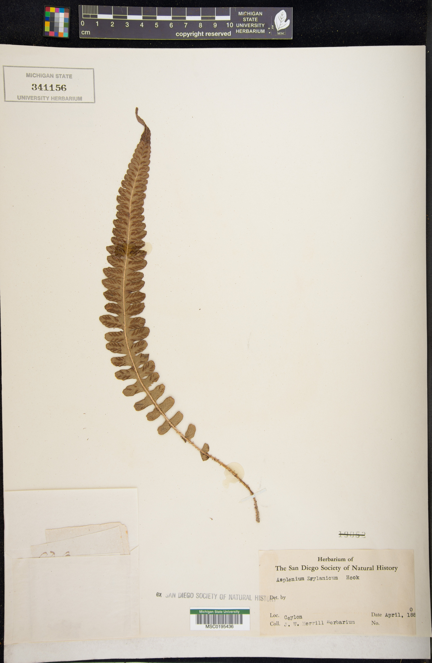 Deparia zeylanica image
