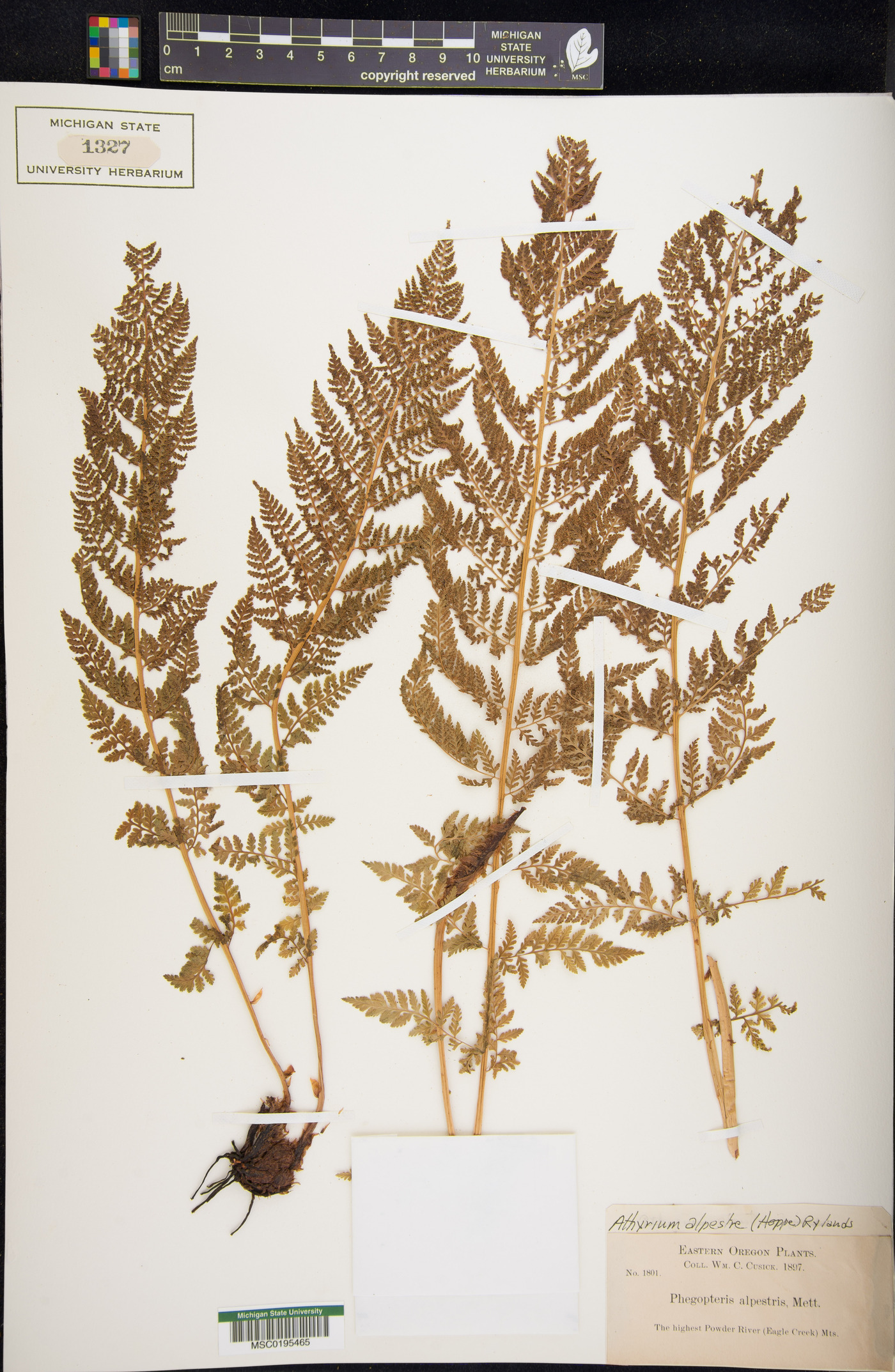 Athyrium distentifolium image