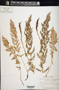 Athyrium americanum image