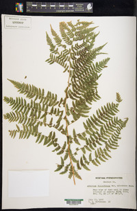 Athyrium filix-femina var. sitchense image