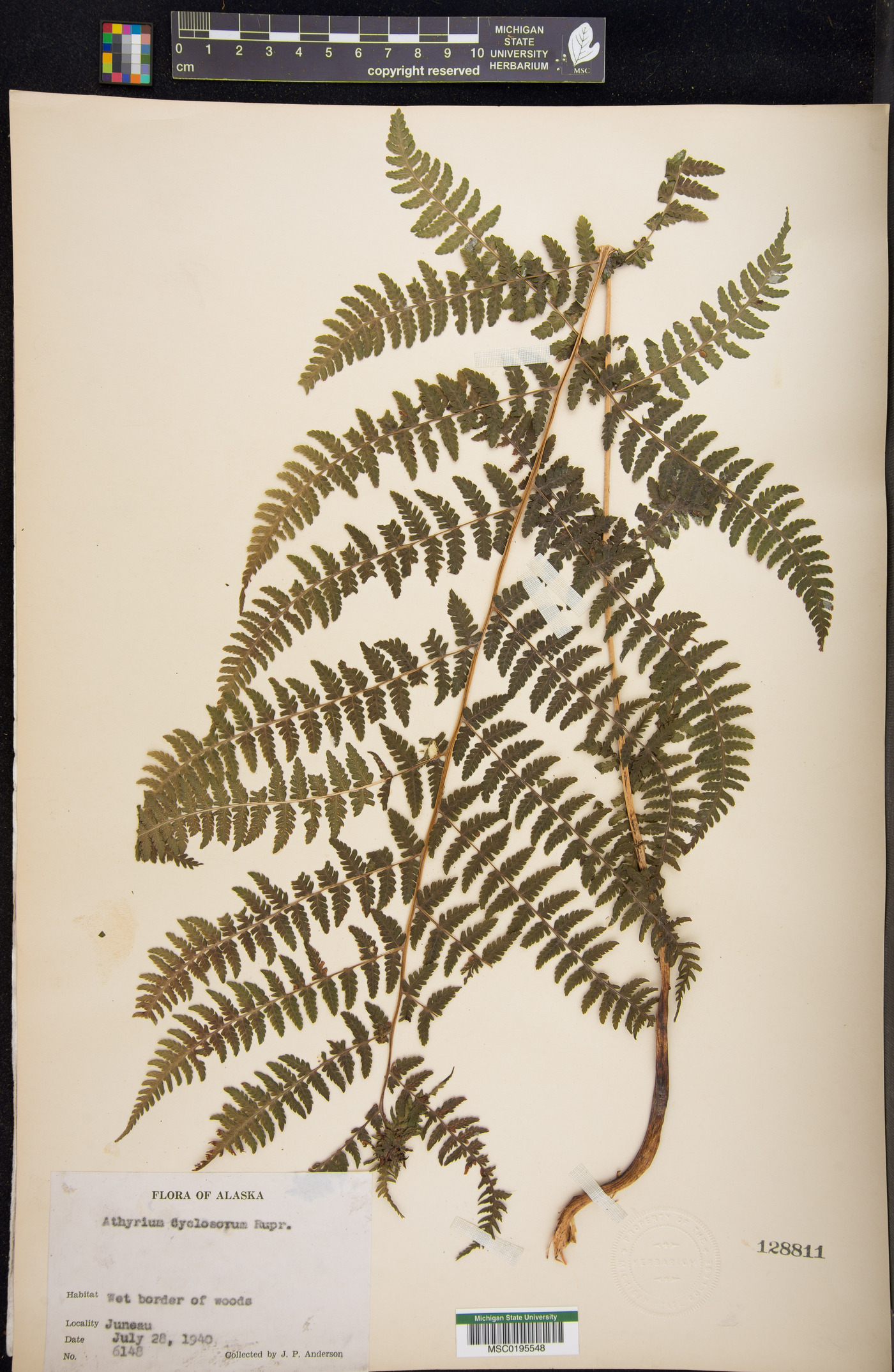 Athyrium cyclosorum image