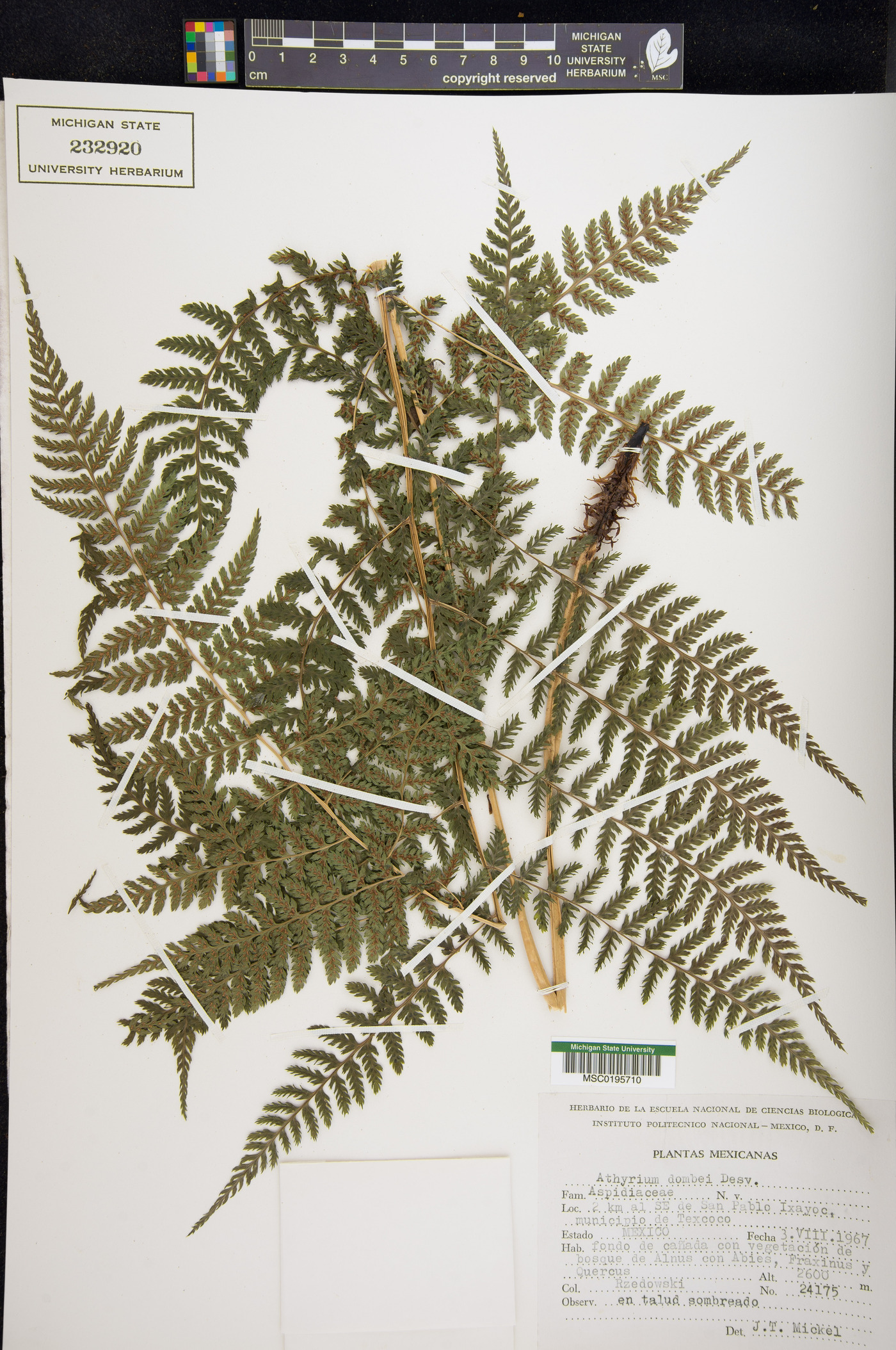 Athyrium dombei image