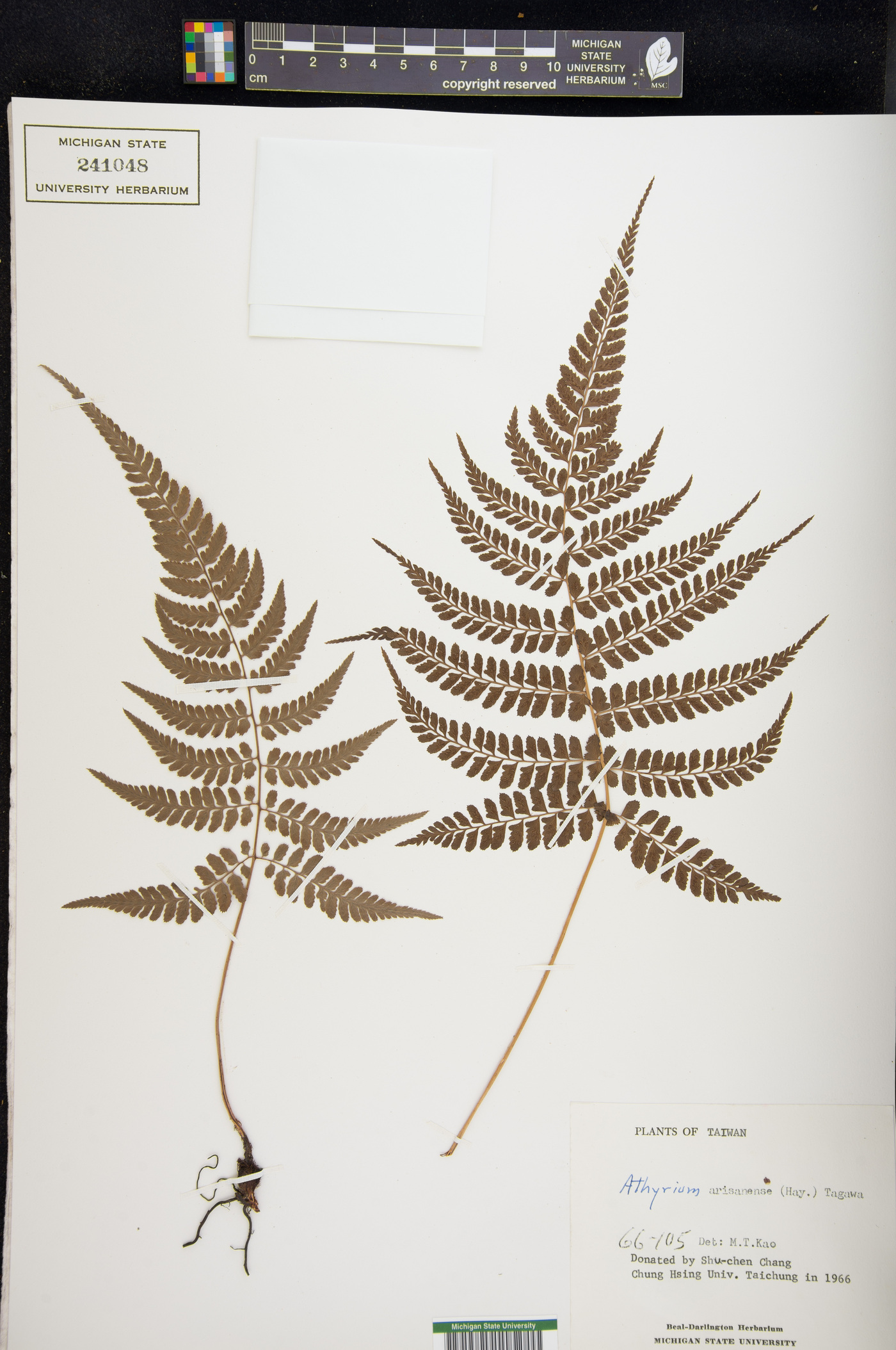Athyrium arisanense image