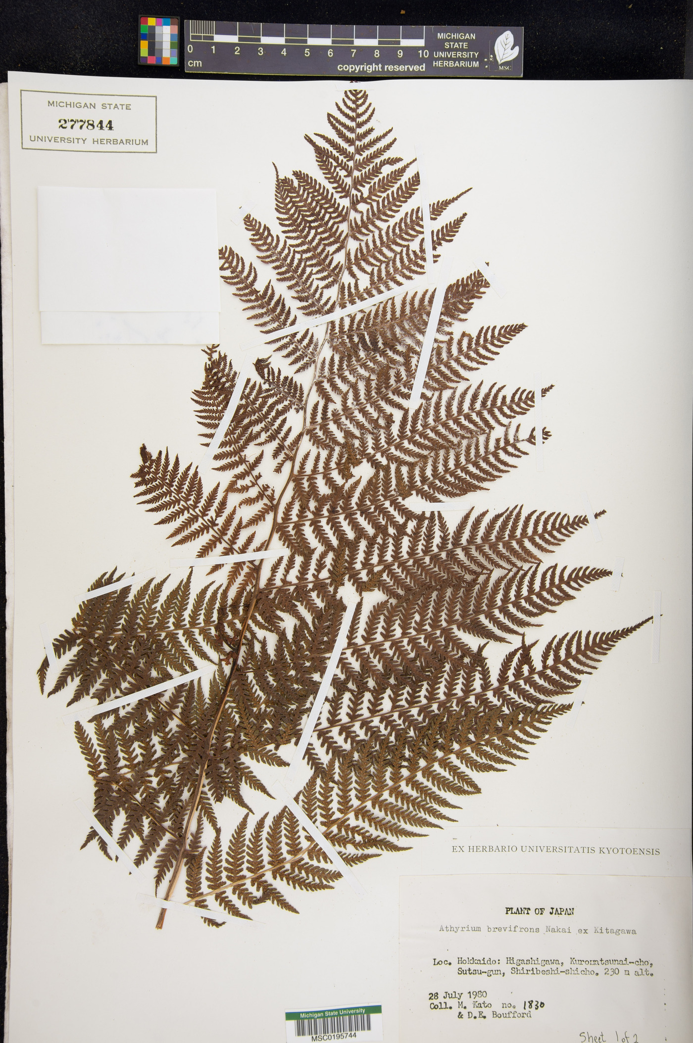 Athyrium brevifrons image