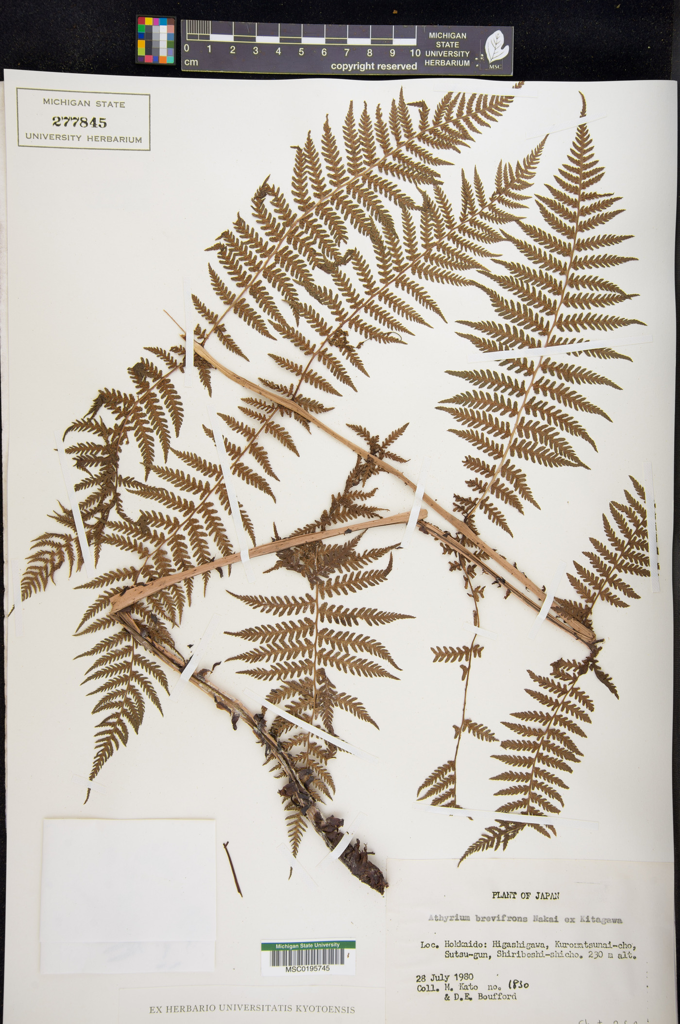 Athyrium brevifrons image