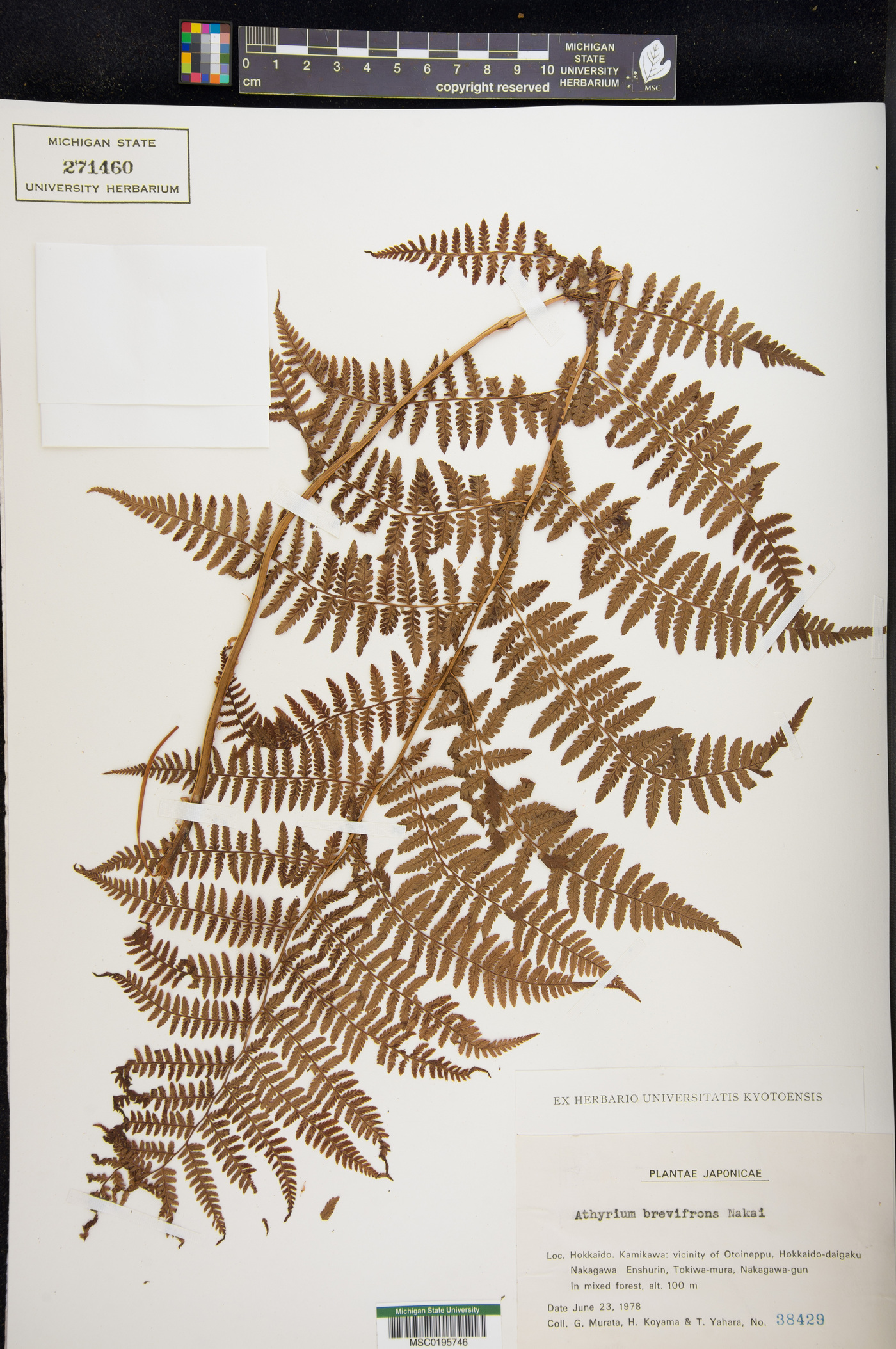 Athyrium brevifrons image