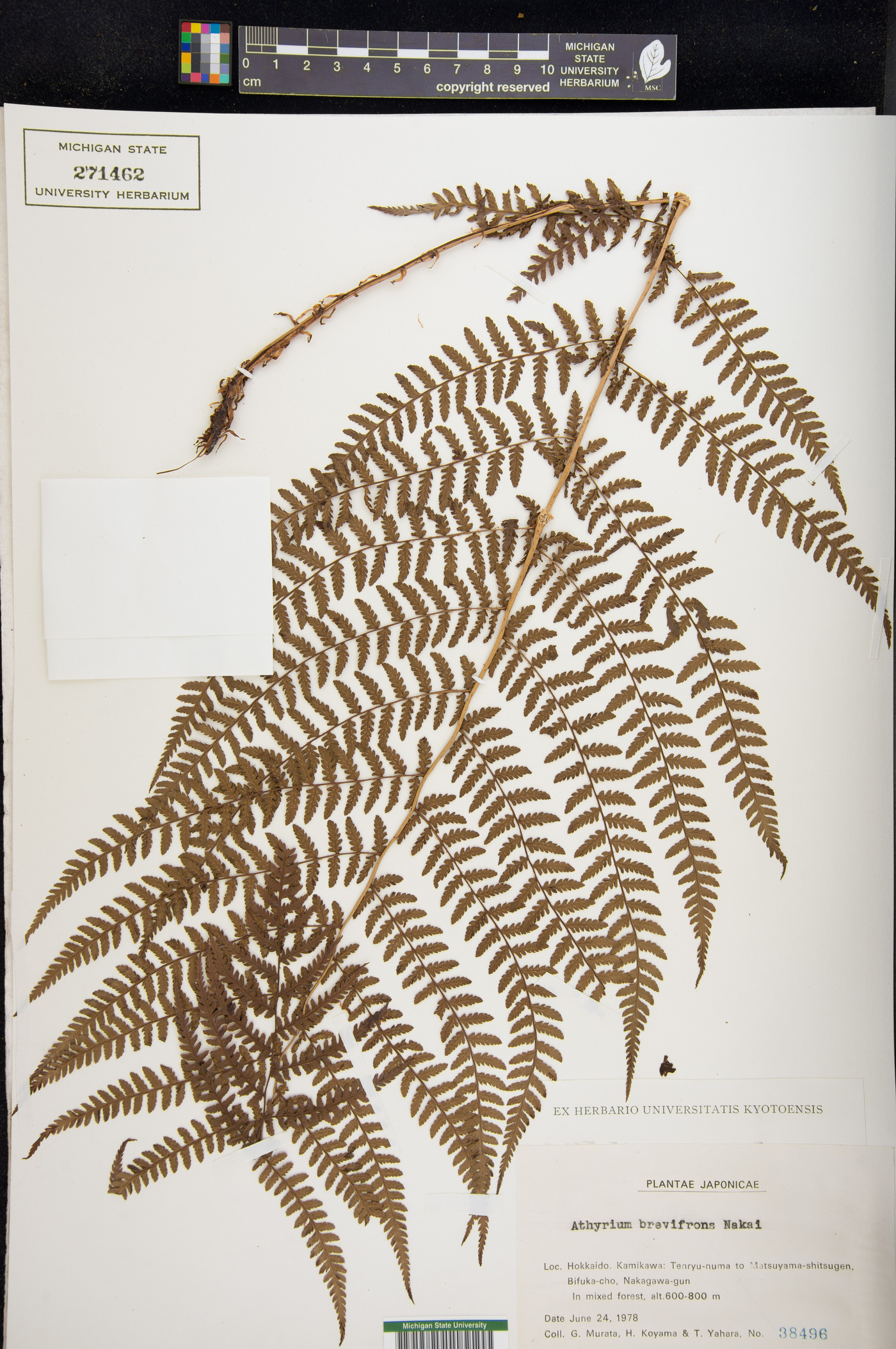 Athyrium brevifrons image