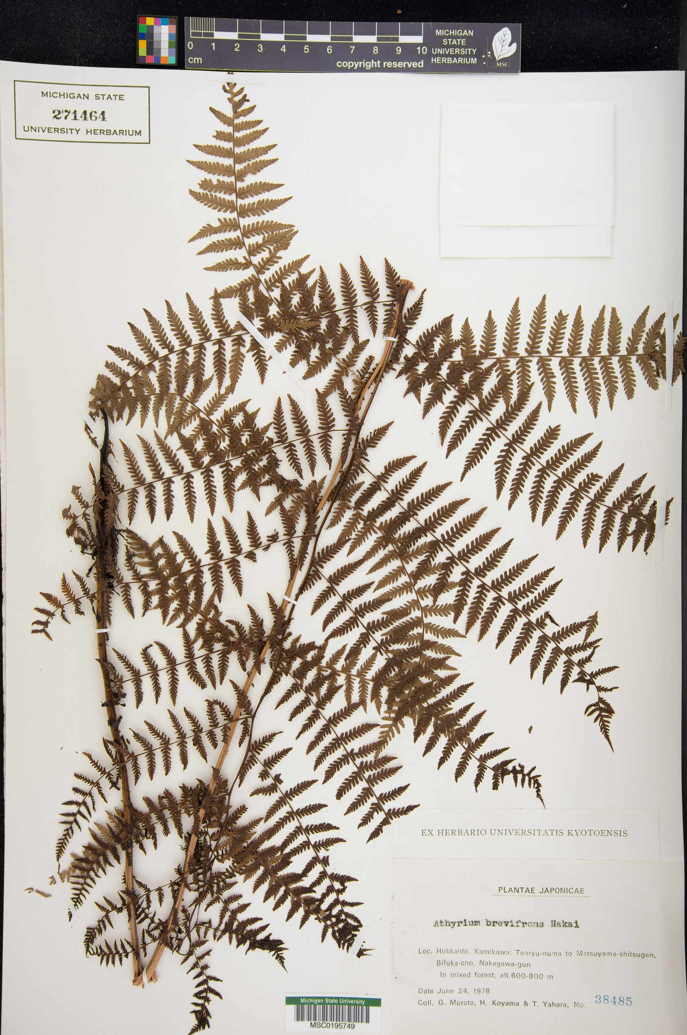 Athyrium brevifrons image