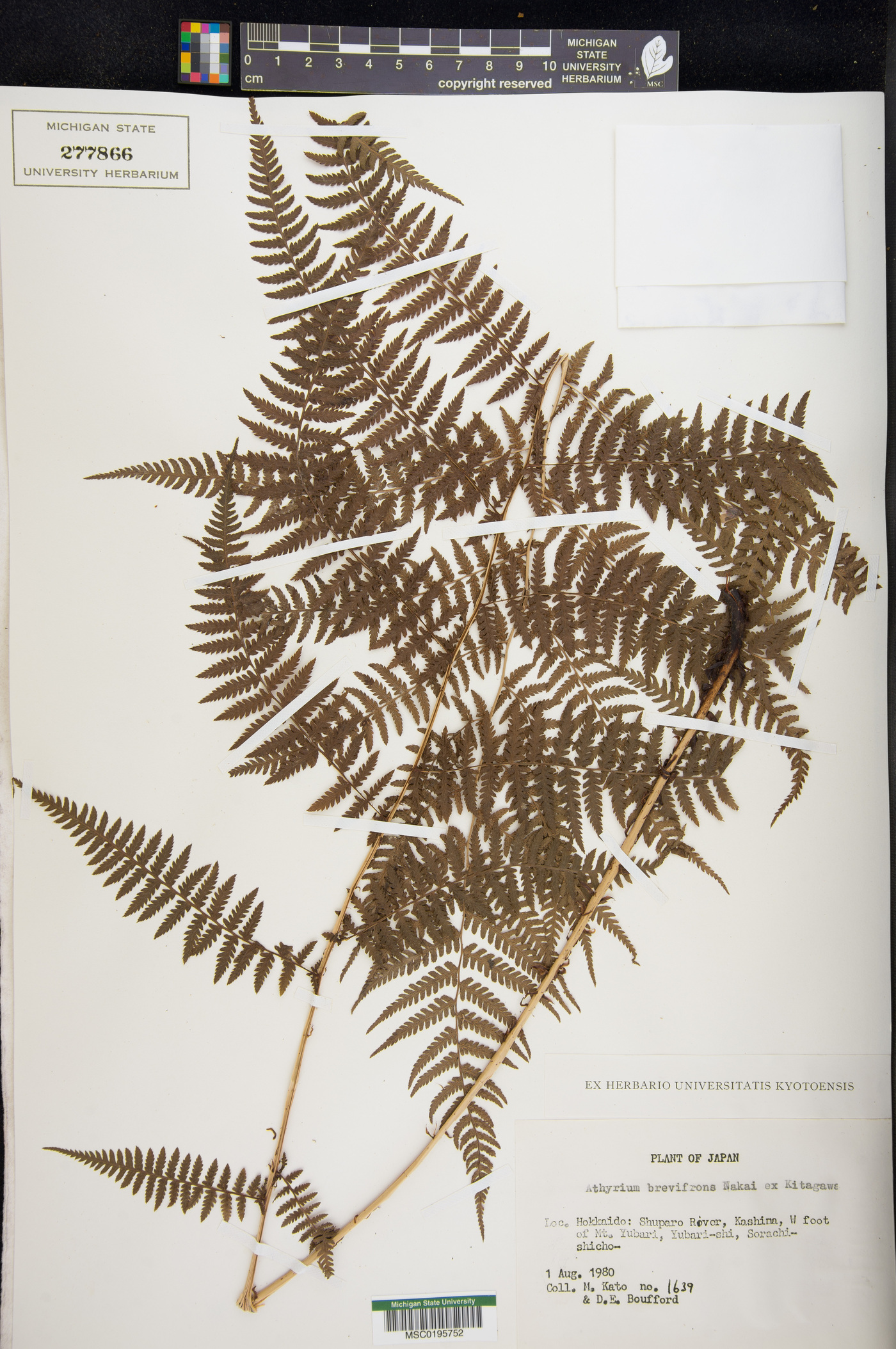 Athyrium brevifrons image