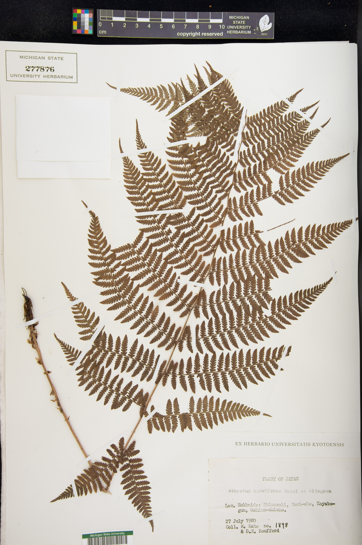 Athyrium brevifrons image