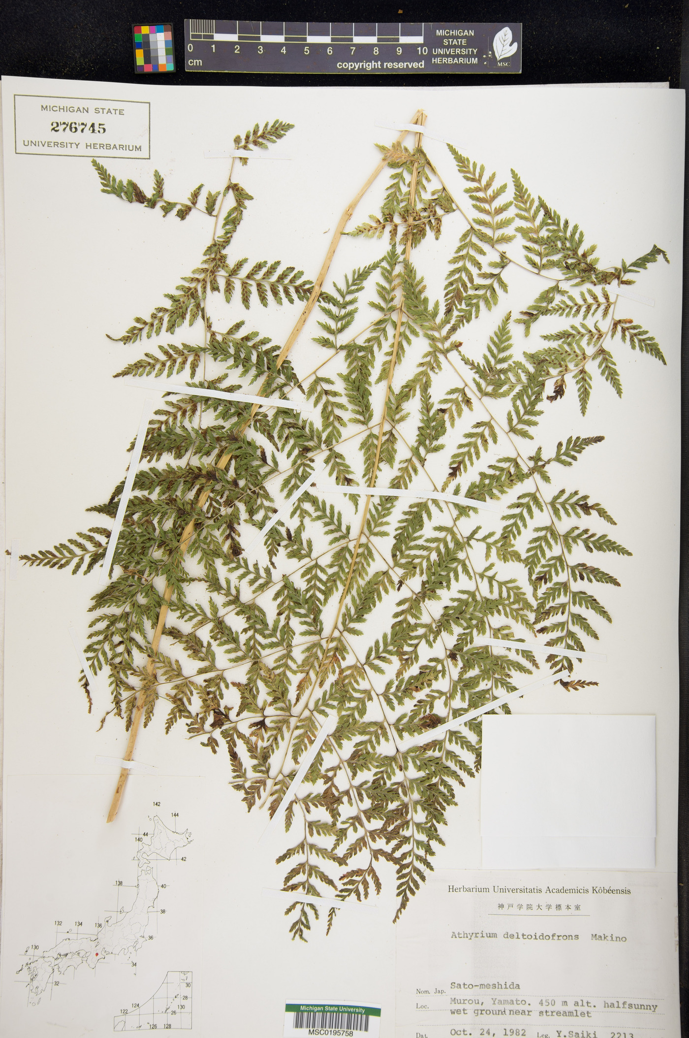 Athyrium deltoidofrons image