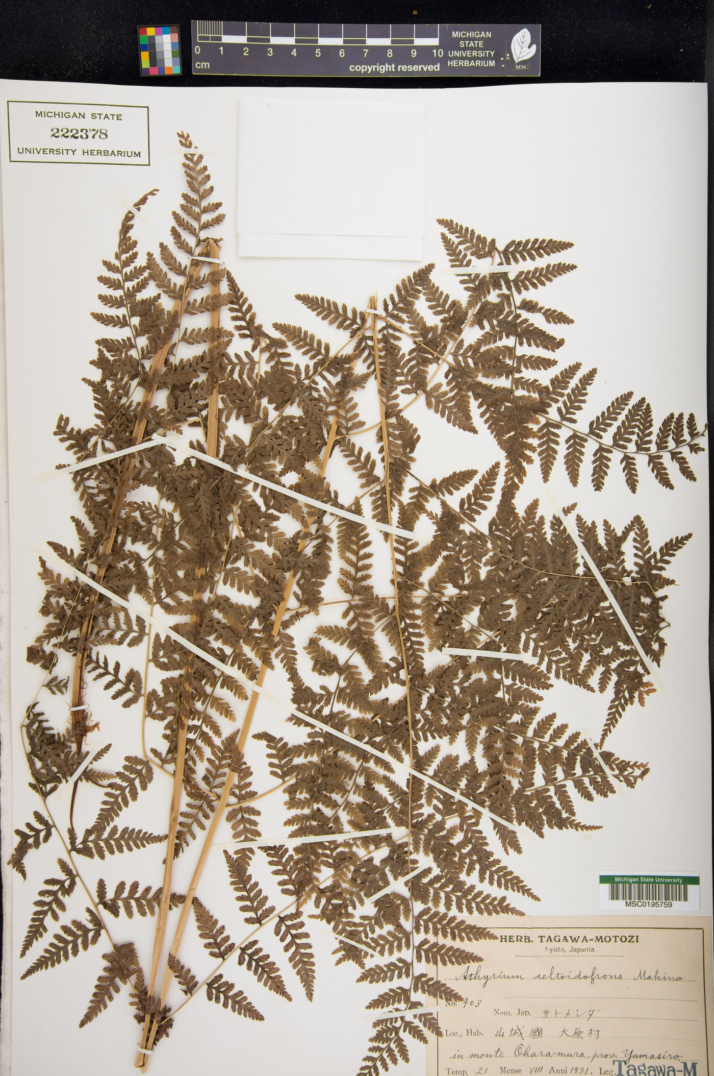 Athyrium deltoidofrons image