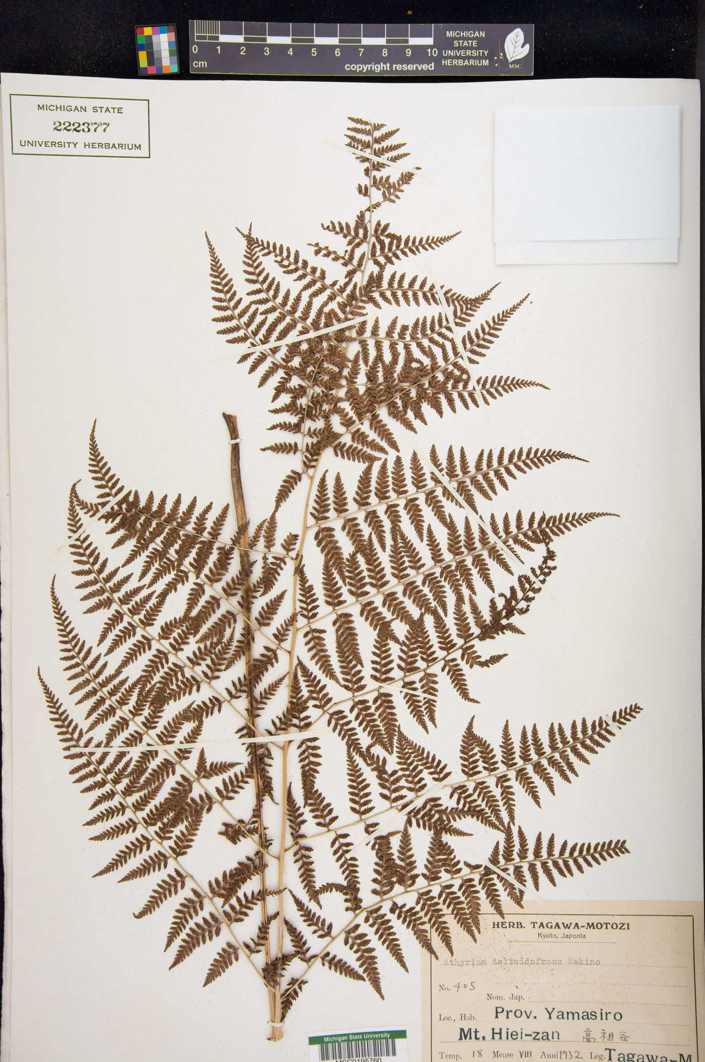 Athyrium deltoidofrons image