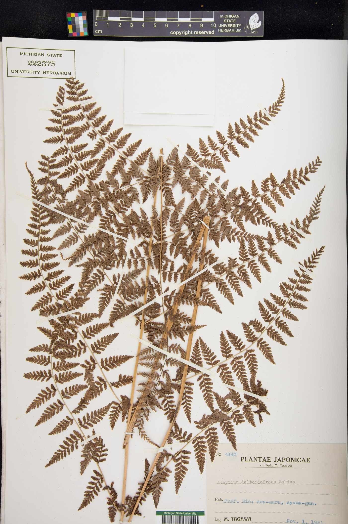 Athyrium deltoidofrons image