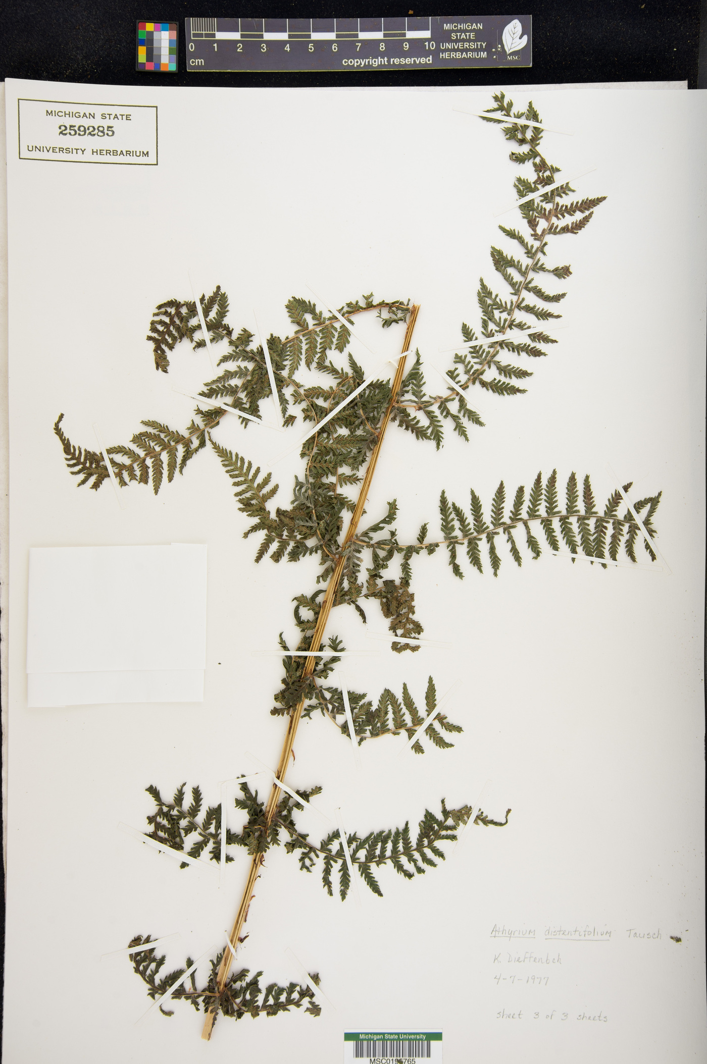 Athyrium distentifolium image