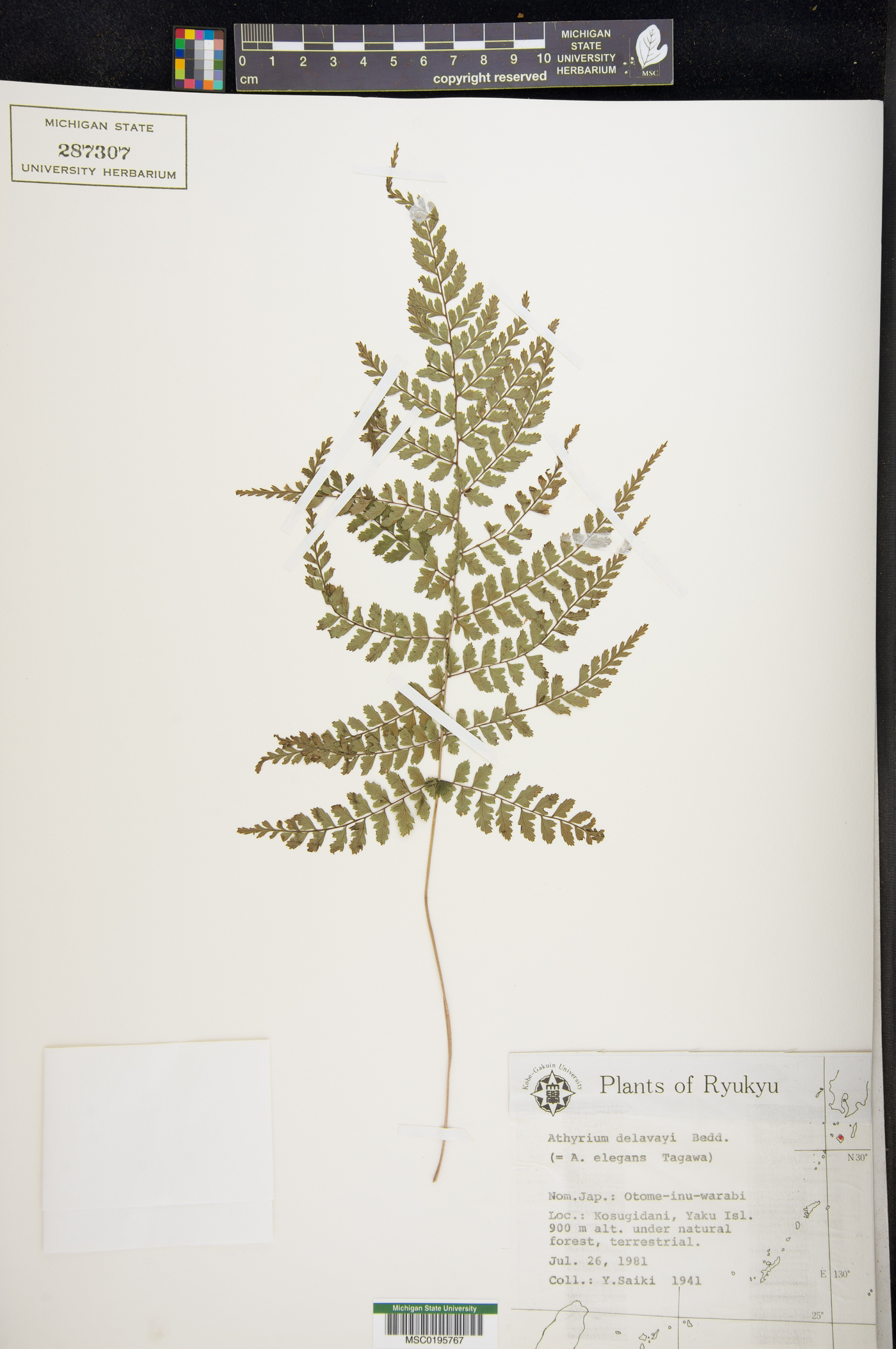 Athyrium delavayi image