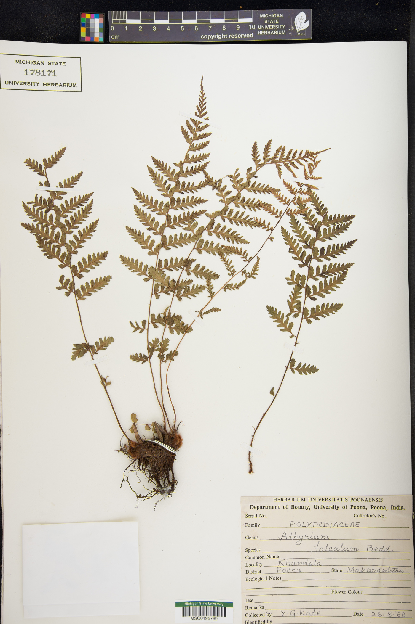 Athyrium falcatum image