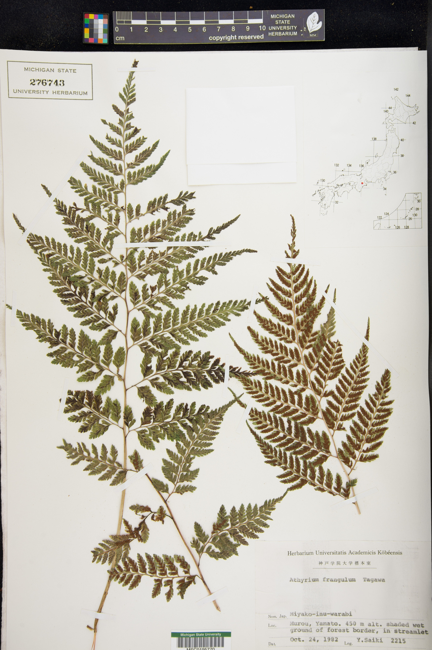 Athyrium distans image