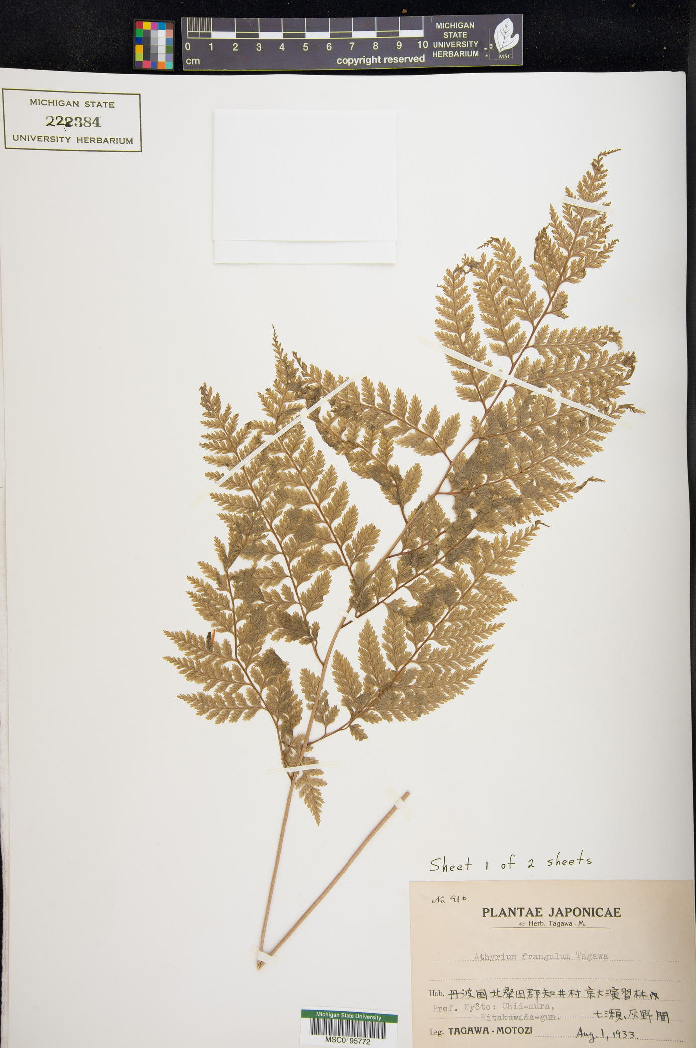 Athyrium distans image