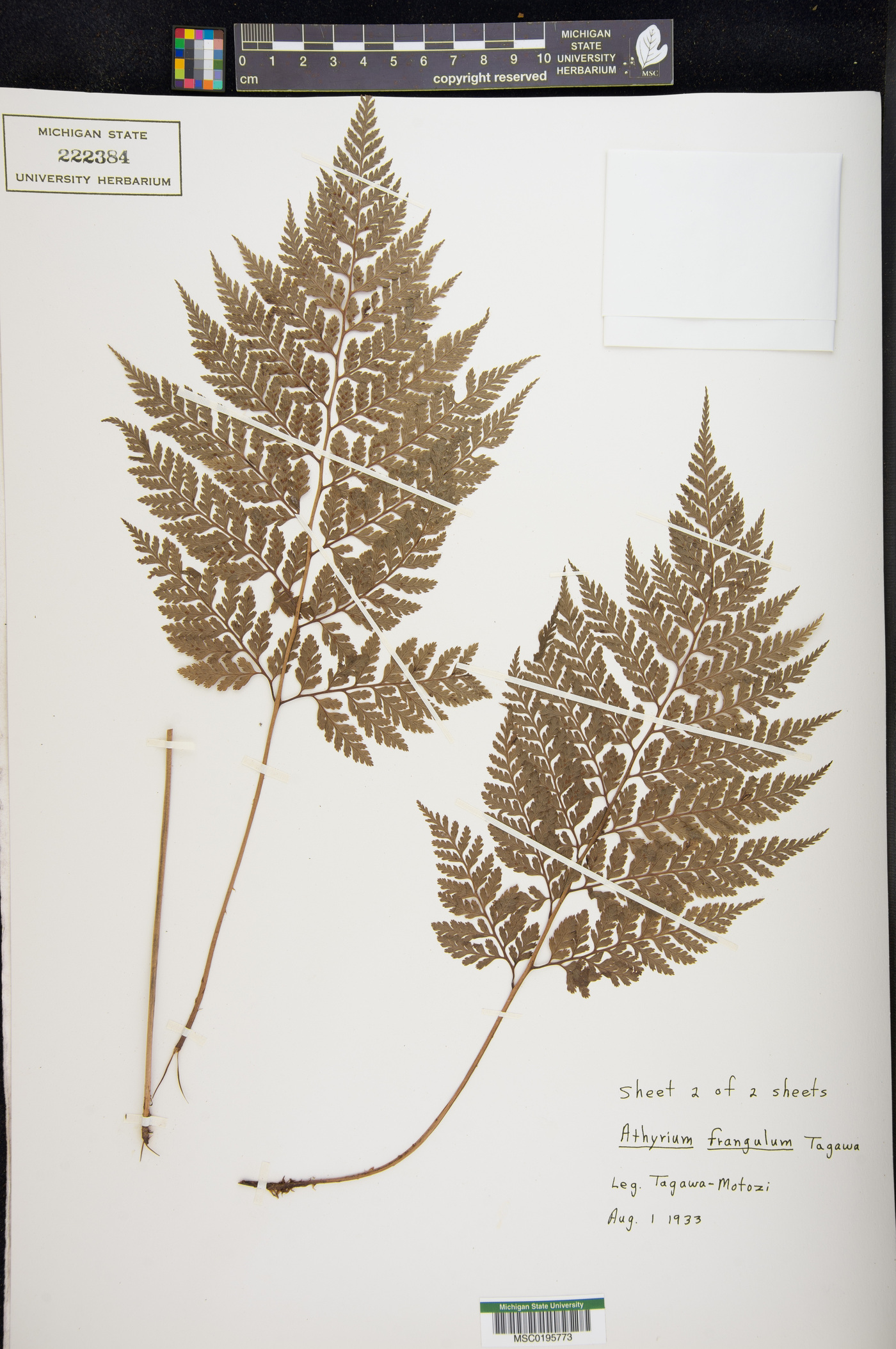 Athyrium distans image