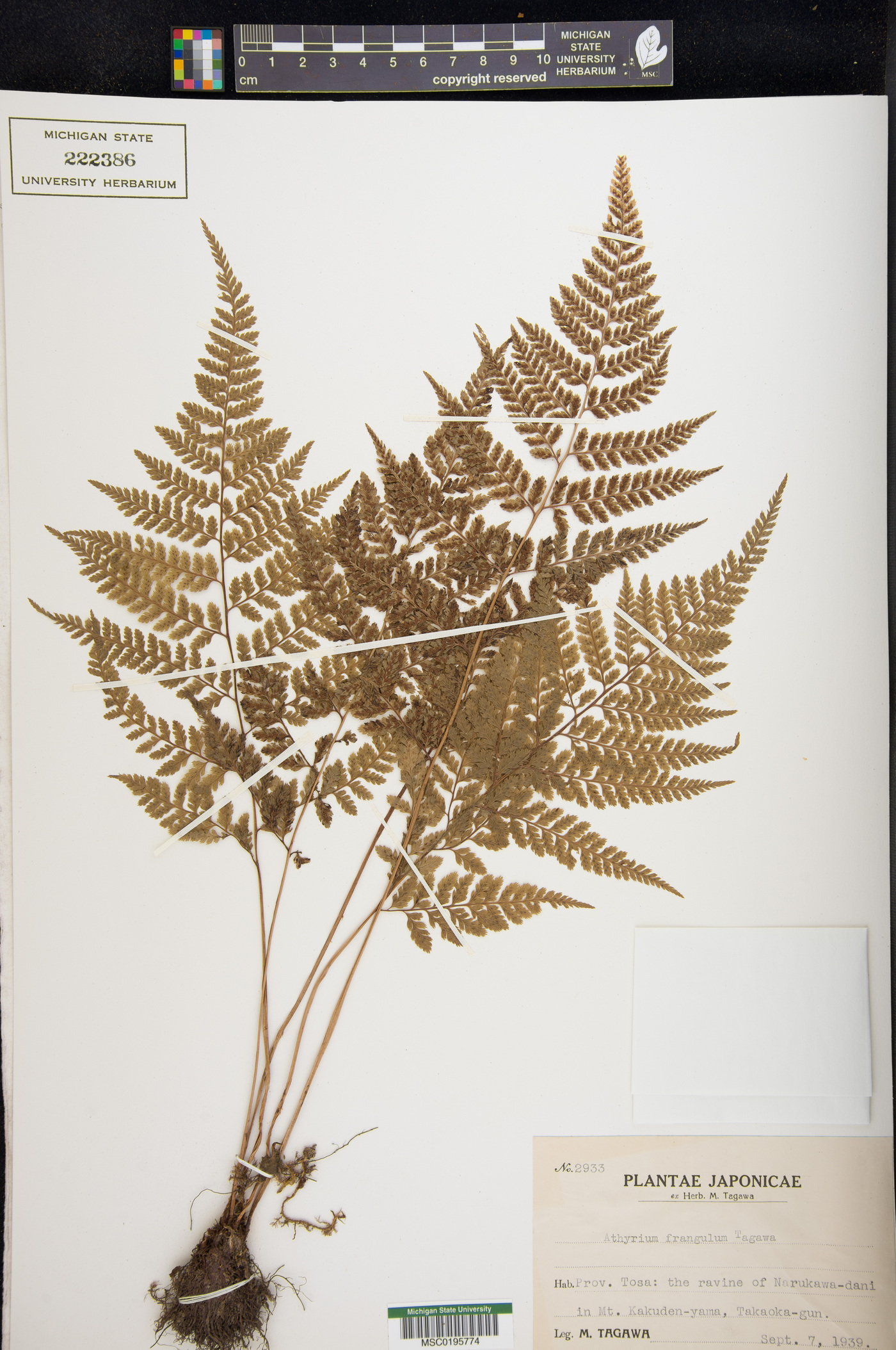 Athyrium distans image