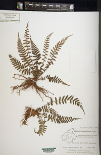 Athyrium hohenackerianum image