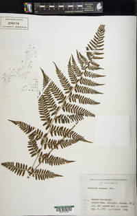 Athyrium iseanum image