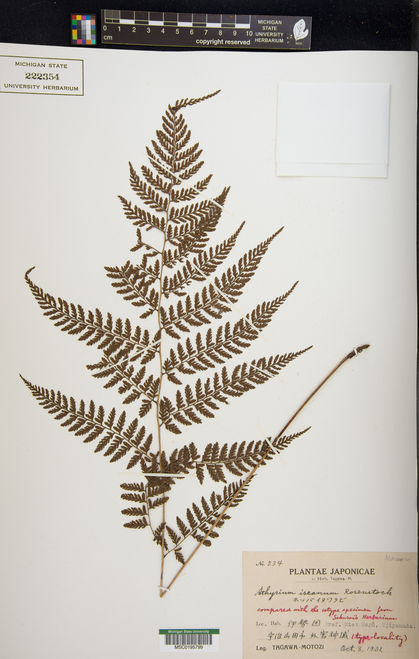 Athyrium iseanum image