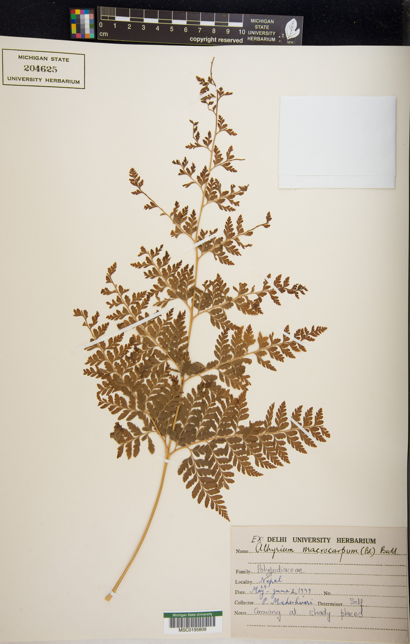 Athyrium anisopterum image