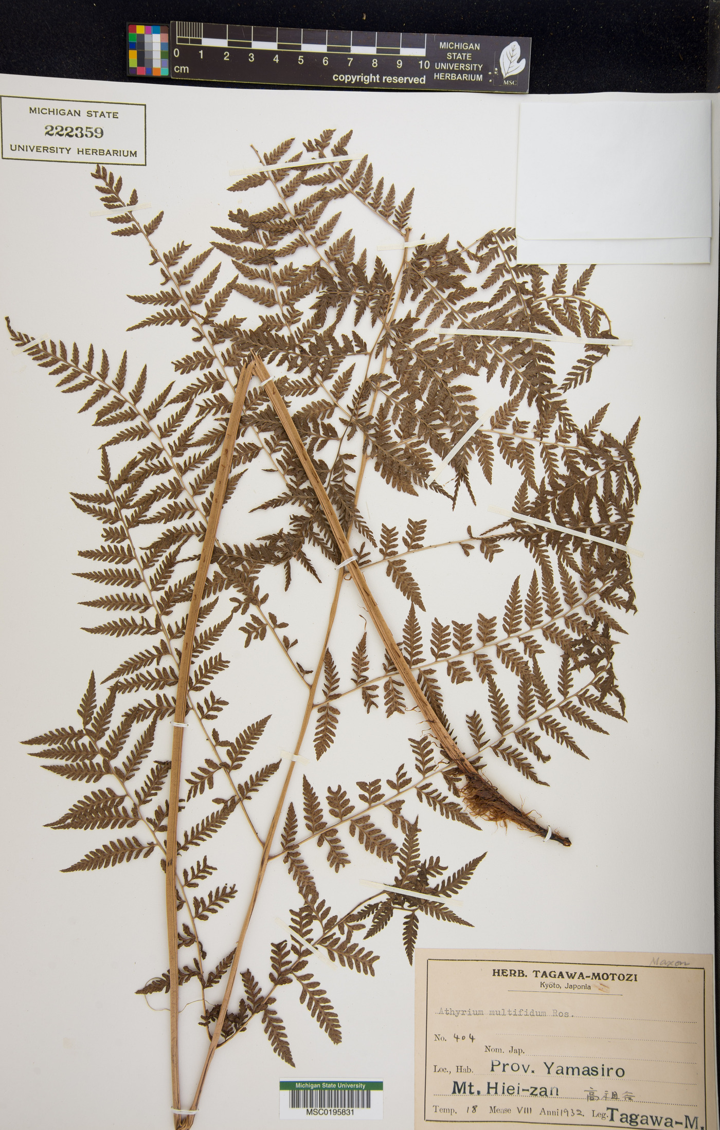 Athyrium deltoidofrons image