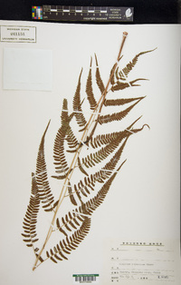 Anisocampium niponicum image