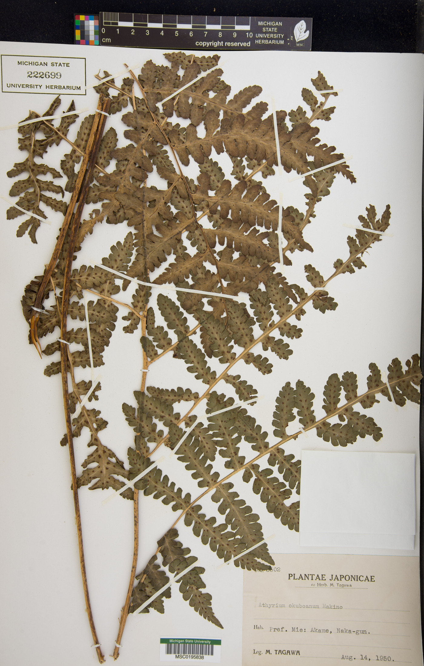 Deparia okuboana image