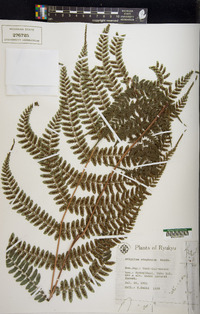 Athyrium otophorum image