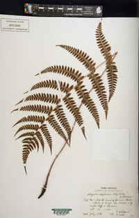 Athyrium otophorum image