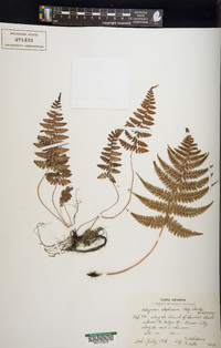 Athyrium otophorum image