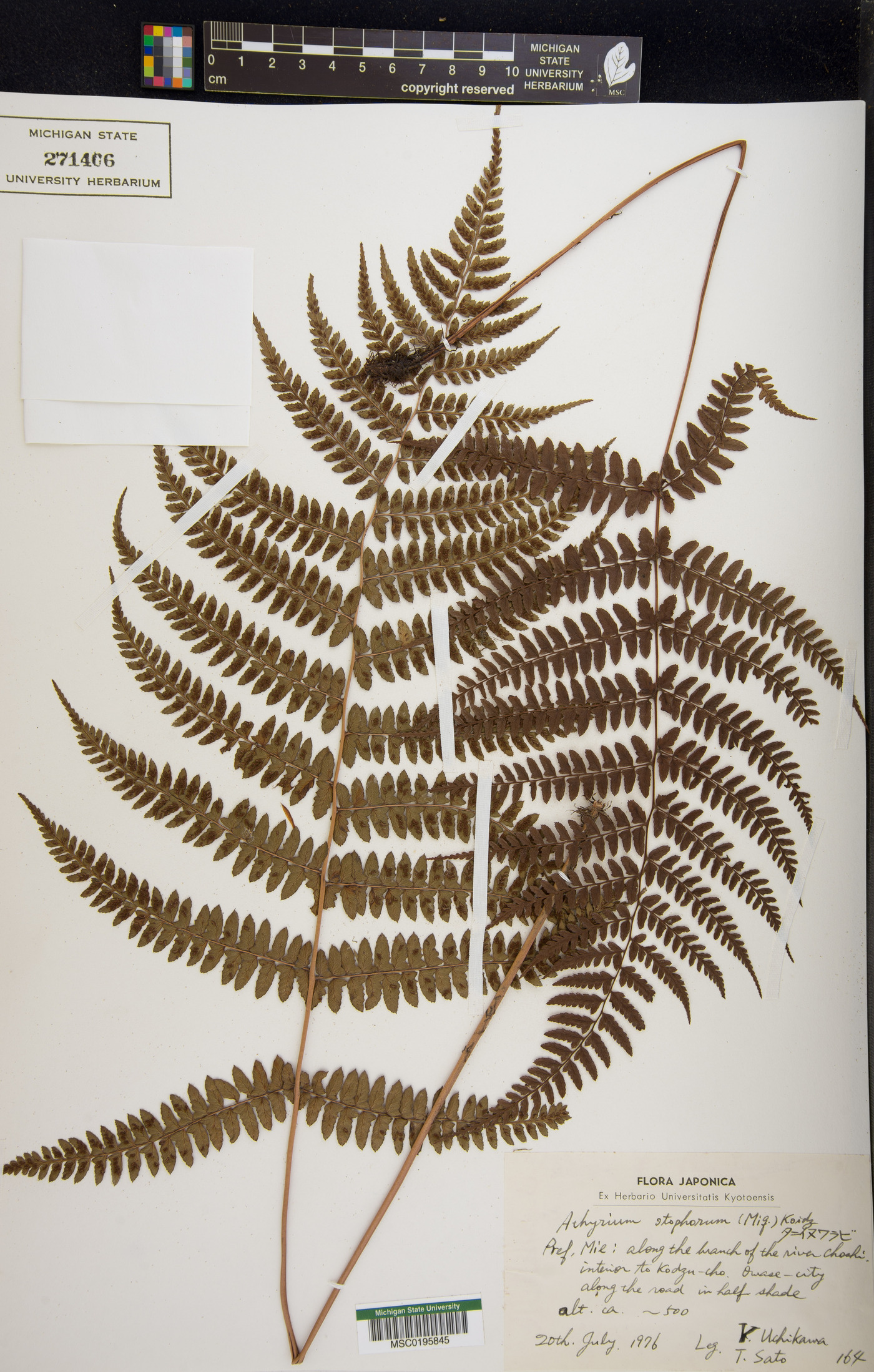 Athyrium otophorum image