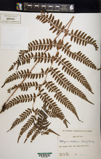 Athyrium otophorum image