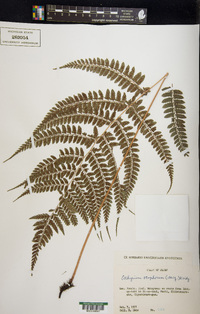 Athyrium otophorum image