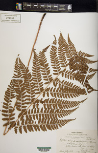 Athyrium otophorum image