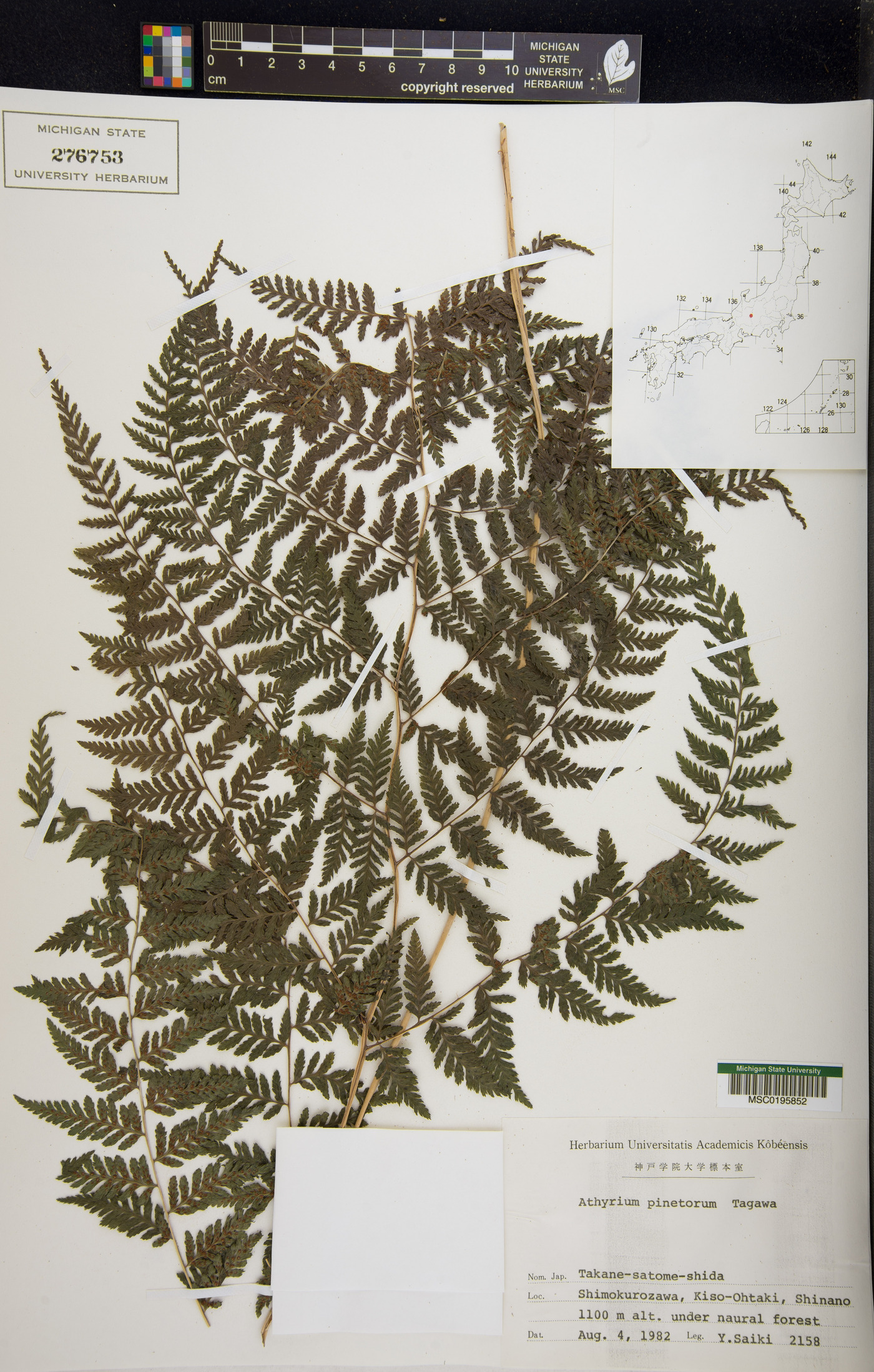 Athyrium pinetorum image