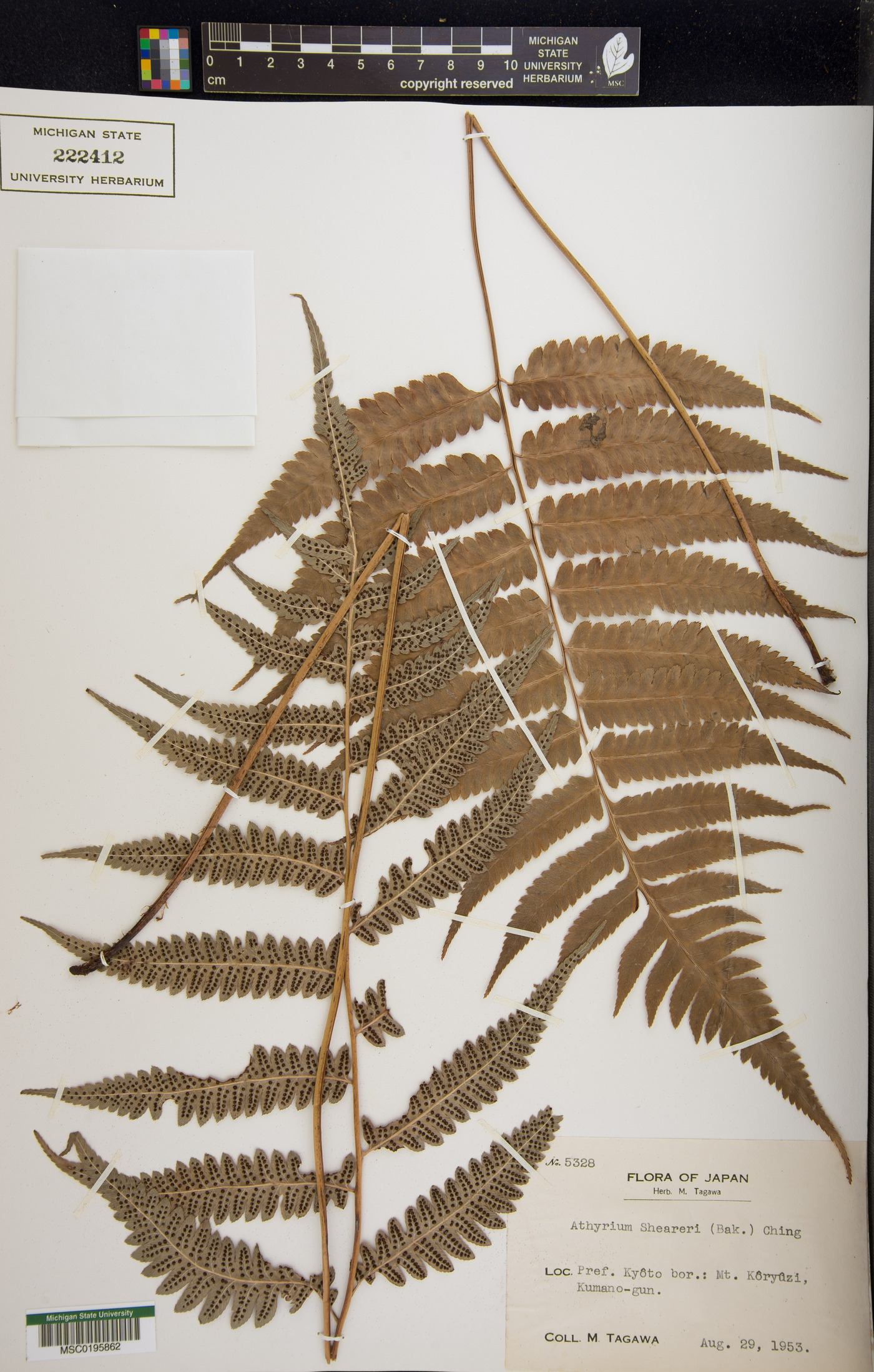 Anisocampium sheareri image