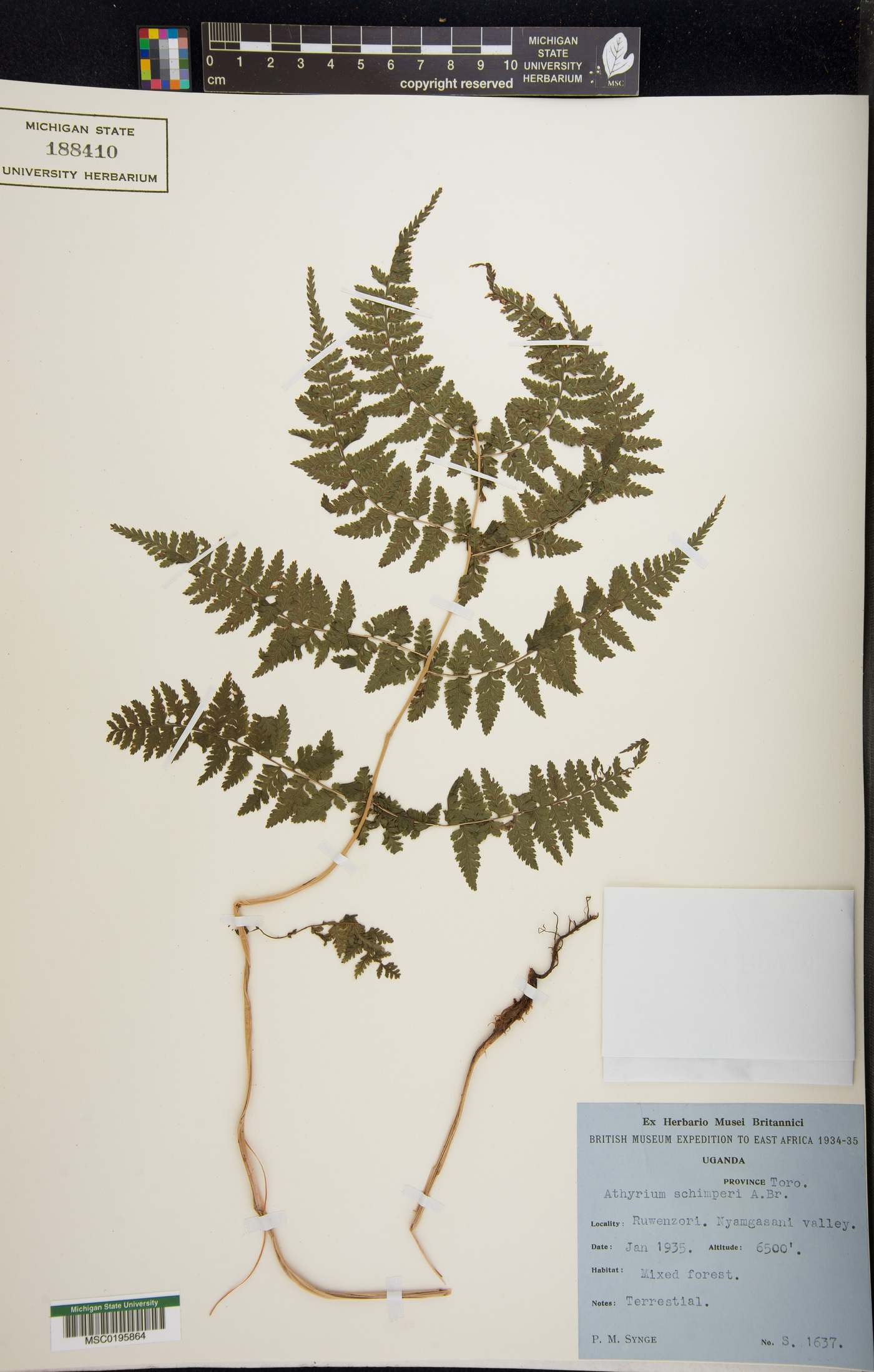 Athyrium scandicinum image