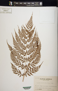 Athyrium vidalii image