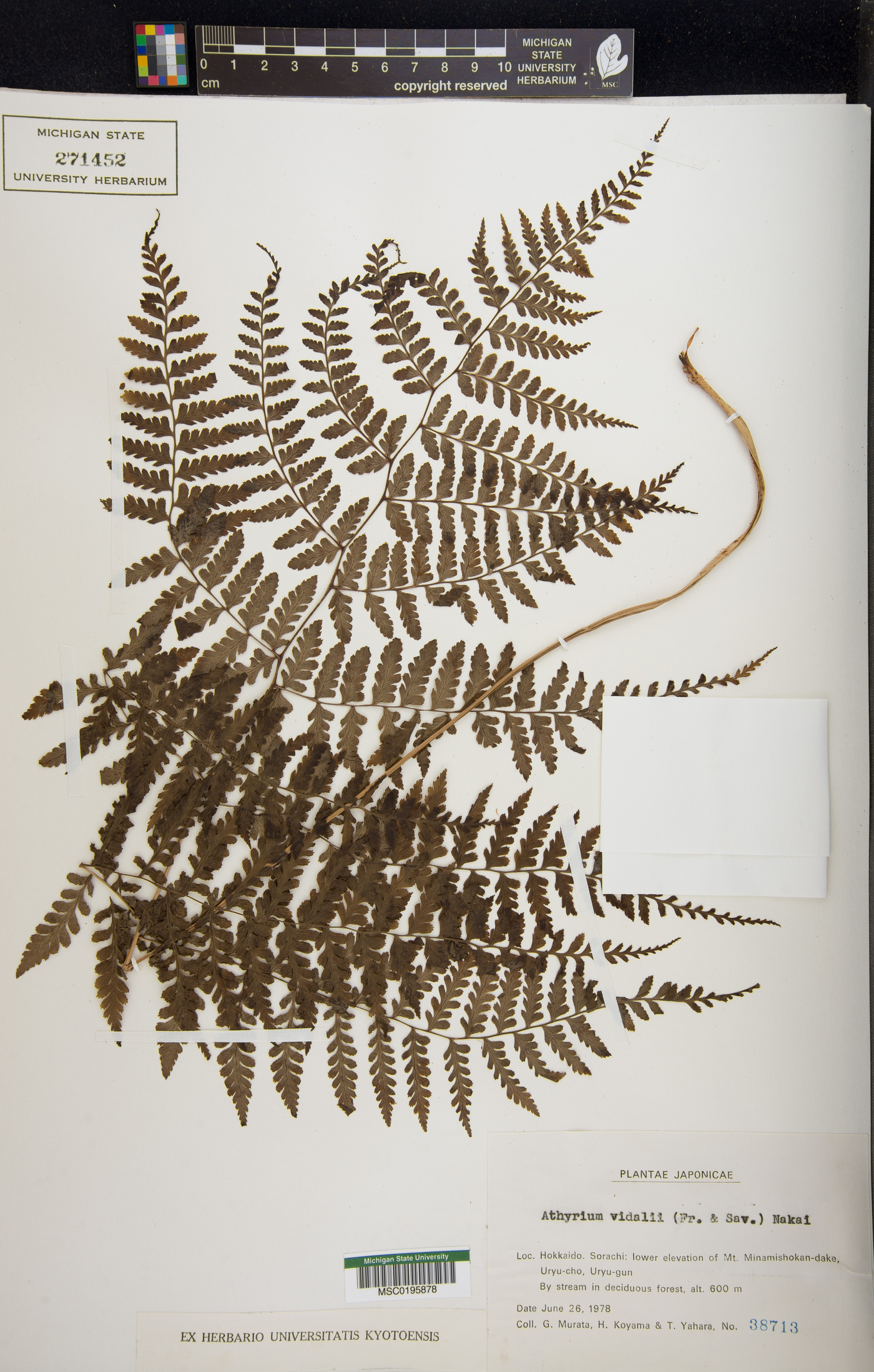 Athyrium vidalii image