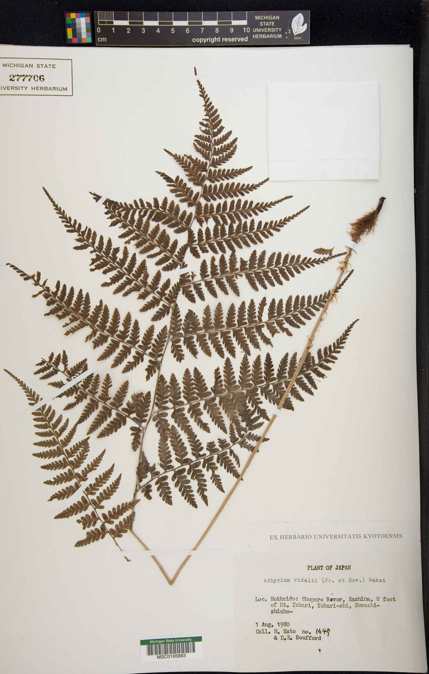 Athyrium vidalii image