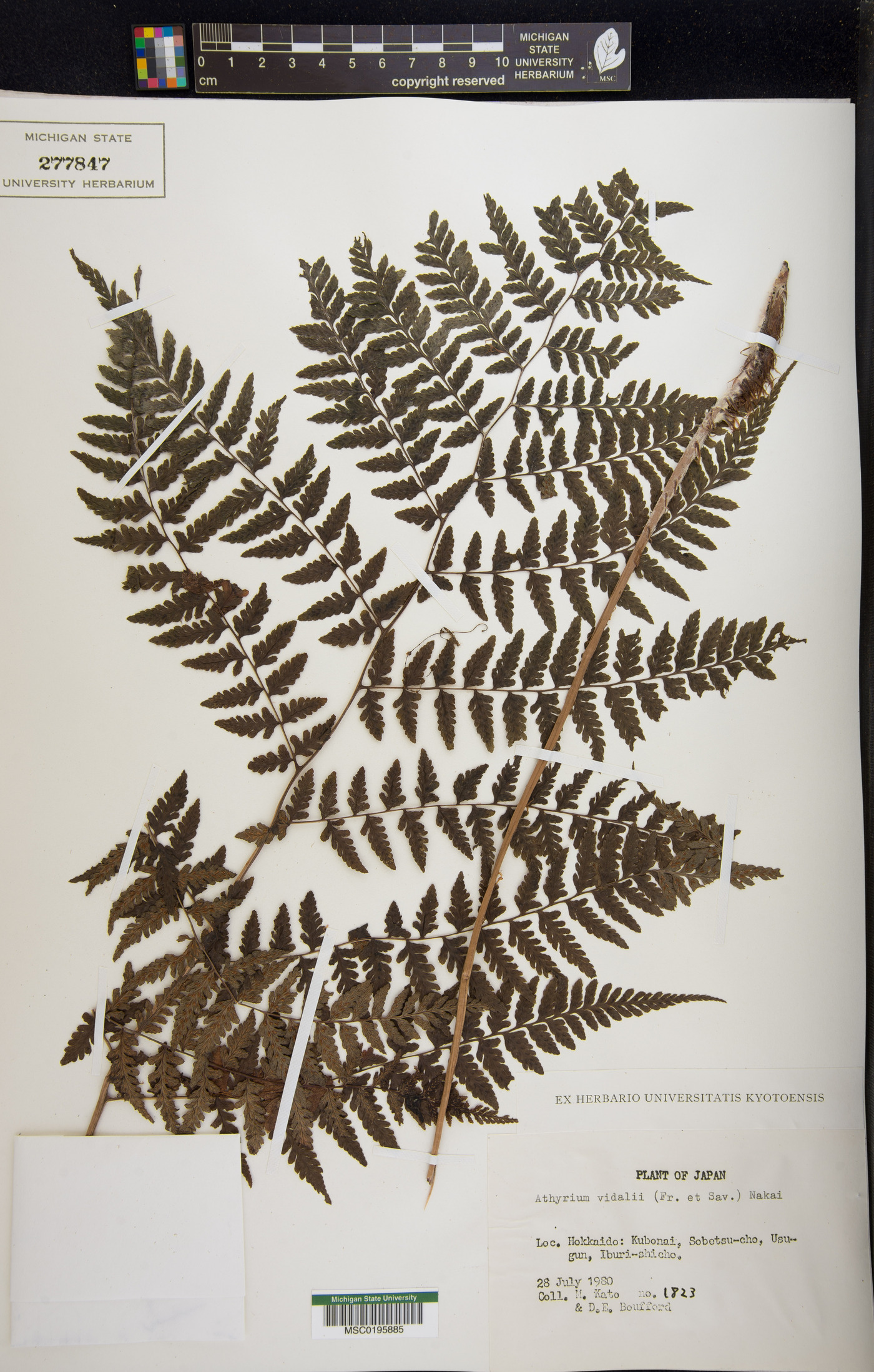 Athyrium vidalii image