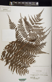 Athyrium vidalii image