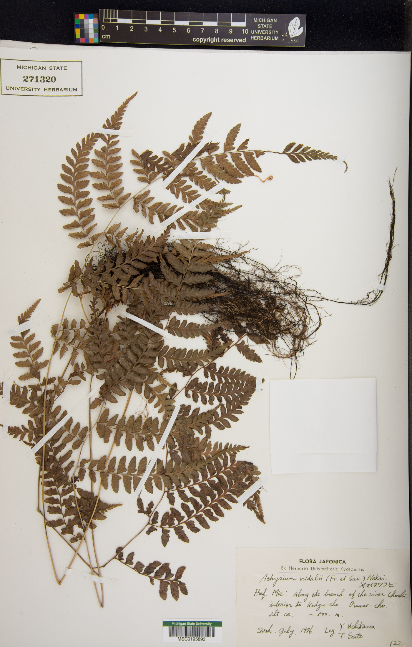 Athyrium vidalii image